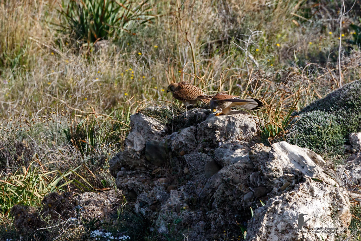 Falco tinnunculus - Common Kestrel - Turmfalke, Cyprus, Mandria Beach, March 2016