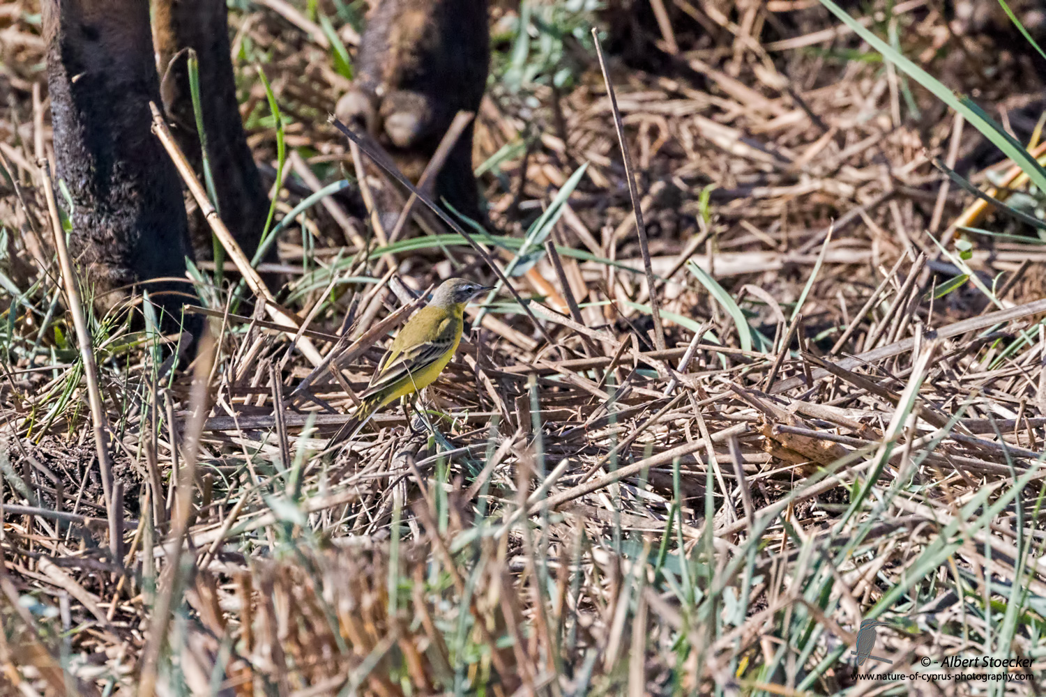 Team work, Cattle and Schafstelze, Western Yello Wagtail, Motocilla flava, Cyprus, Akrotiri -Fasouri Hide, September 2017