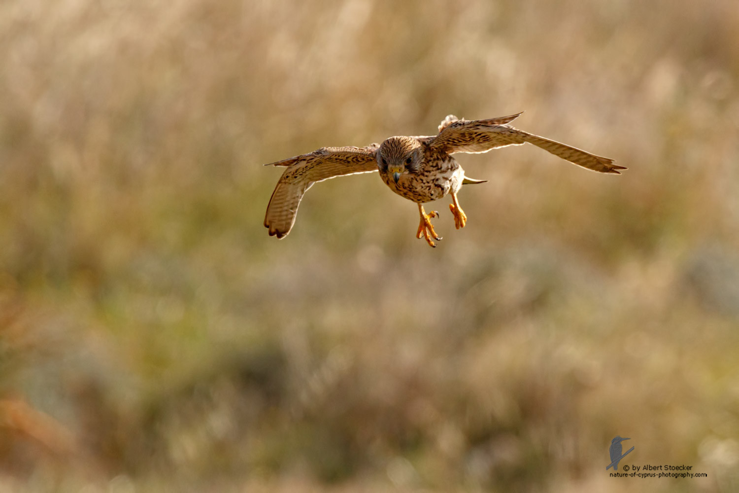 Falco tinnunculus - Common Kestrel - Turmfalke, Cyprus, Mandria Beach, March 2016