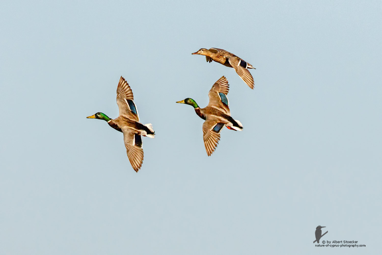 Anas platyrhynchos - Mallard - Tafelente, Cyprus, Zakai Marsh, March 2016