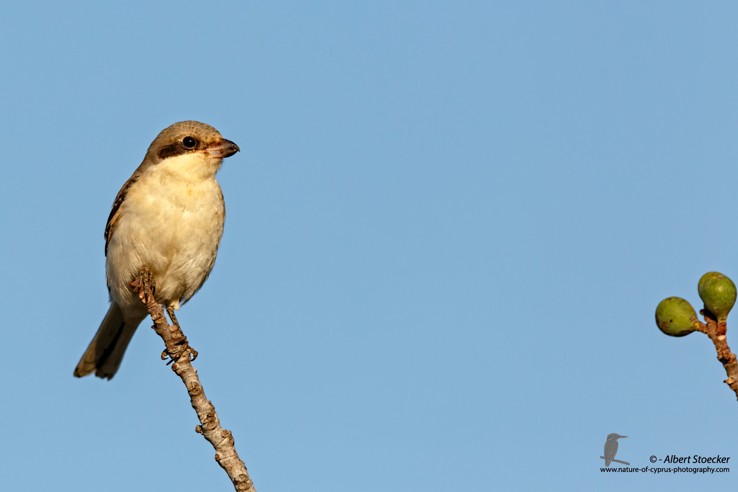 Lanius minor - Lesser Grey Shrike - Scharzstirnwuerger, Cyprus, Mandria Fields, August 2016