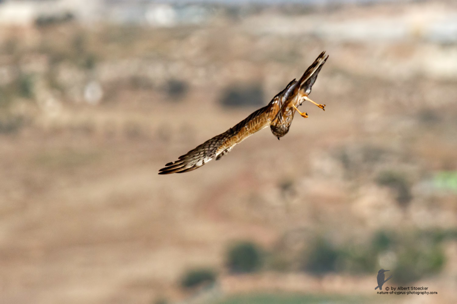 Circus macrourus - Montagu`s Harrier (female) - Wiesenweihe, Cyprus, Anarita - Ayia Varvara, April 2016