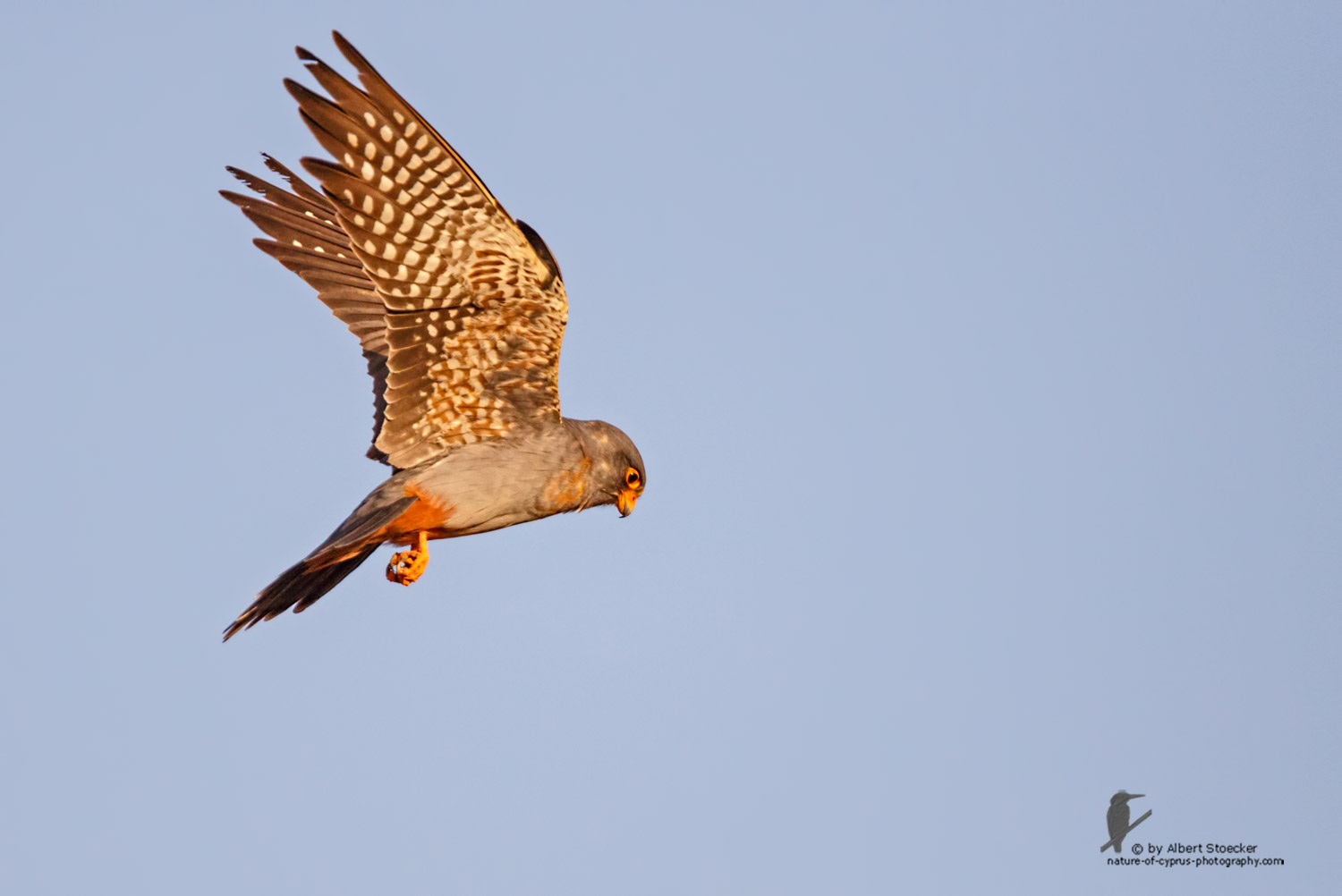 Falco vespertinus - Red-footed Falcon, male, juv, - junger Rotfußfalke, Cyprus, Agia Varvara-Anarita, Mai 2016