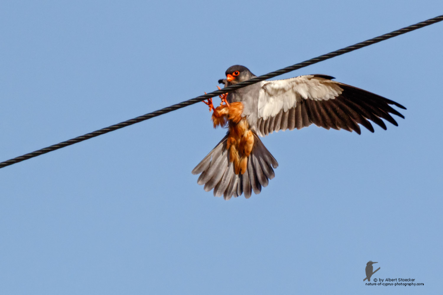 Falco amurensis - Amur falcon - Amurfalke, Cyprus, Agia Varvara - Anarita, Paphos, Mai 2016