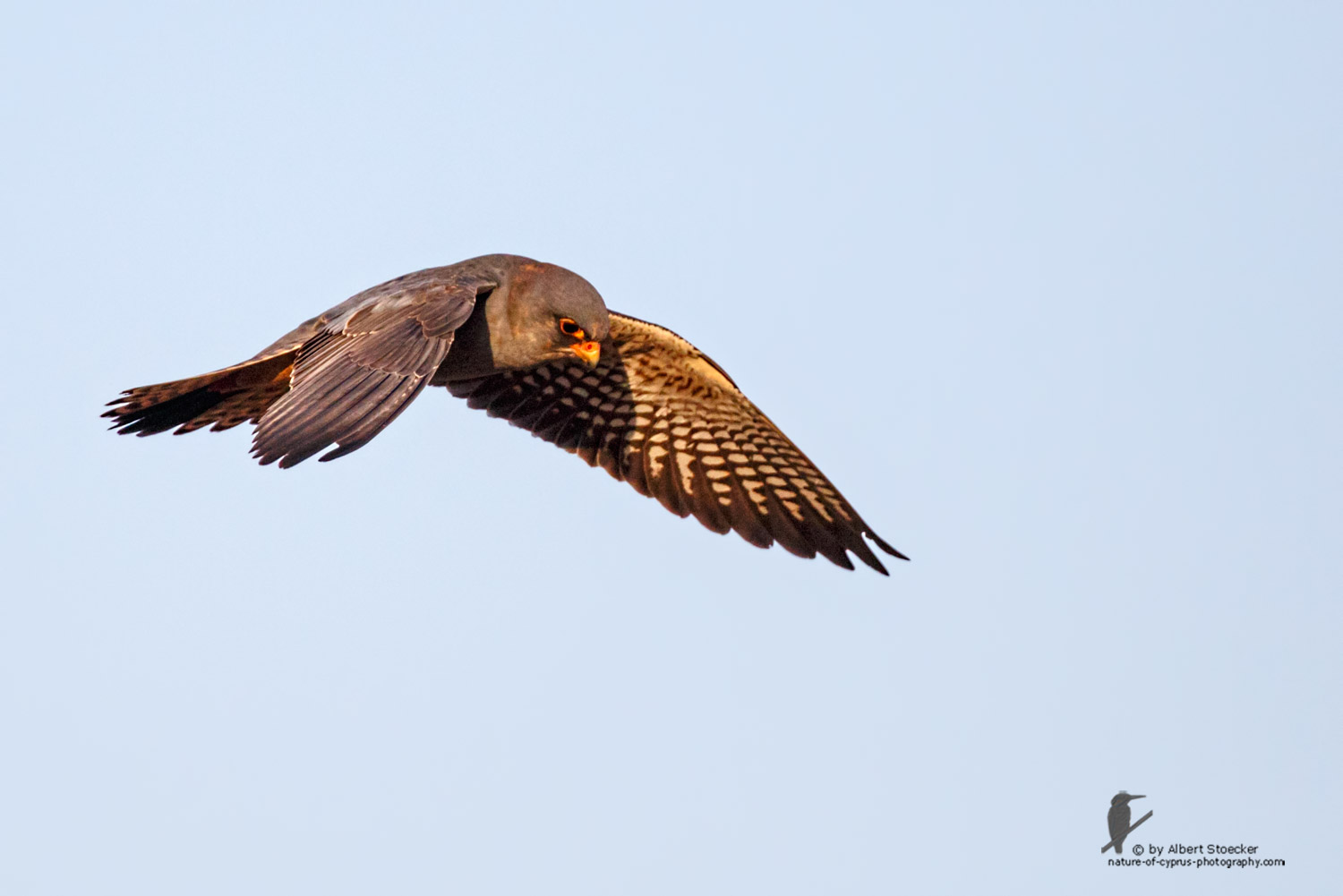 Falco vespertinus - Red-footed Falcon, male, Rotfußfalke, Cyprus, Agia Varvara-Anarita, Mai 2016