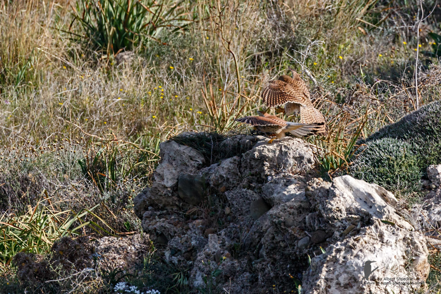 Falco tinnunculus - Common Kestrel - Turmfalke, Cyprus, Mandria Beach, March 2016