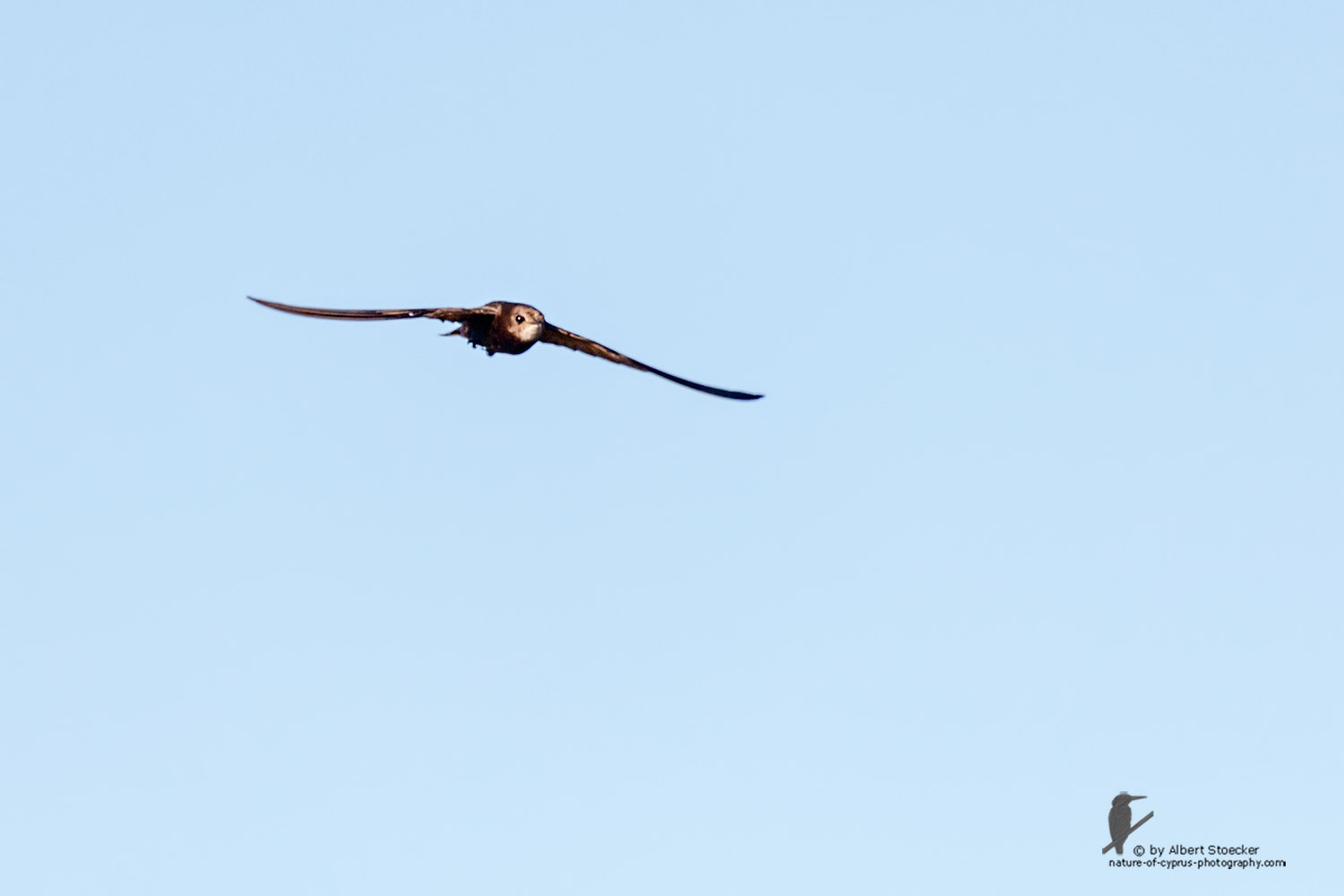 Apus pallidas - Pallid Swift - Fahlsegler, Cyprus, Zakai Marsh, March 2016