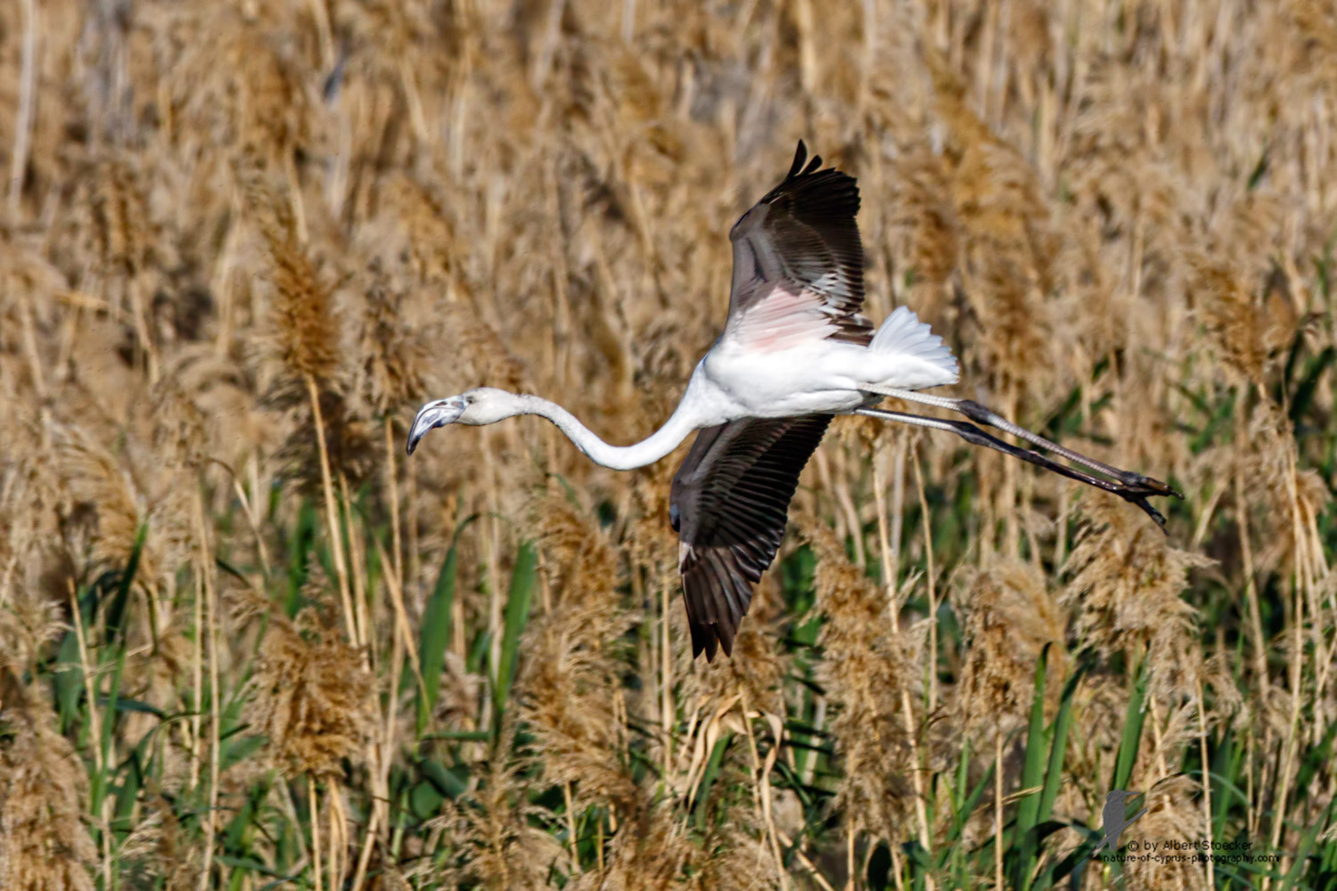 Phoenicopterus ruber - Greater Flamingo (juvenile) - Rosaflamingo, Cyprus, Zakai Marsh, March 2016