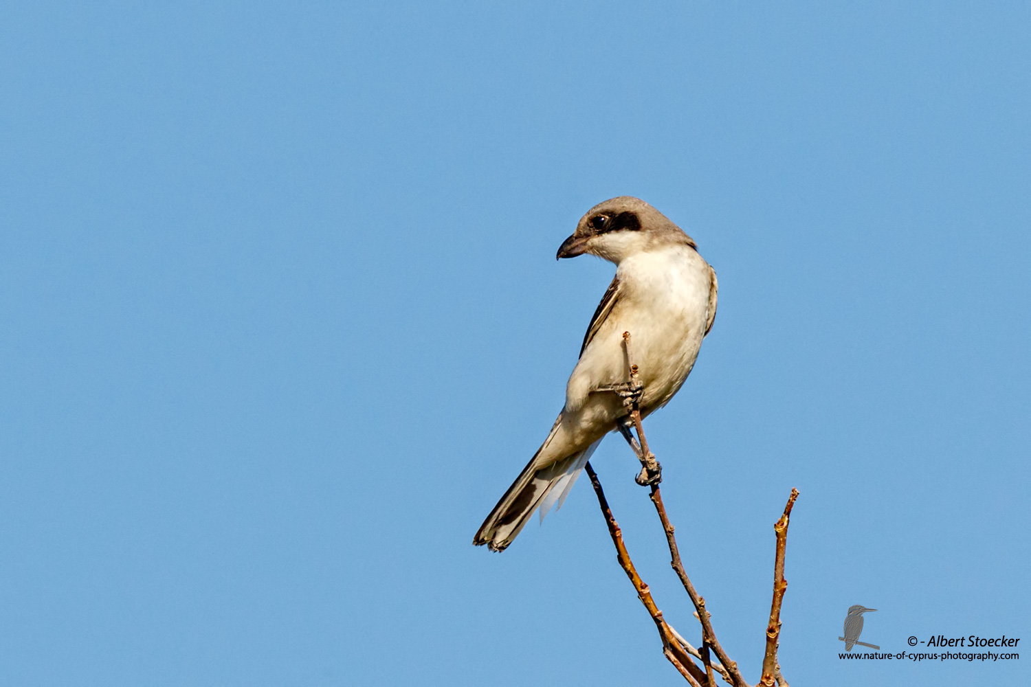 Lanius minor - Lesser Grey Shrike - Scharzstirnwuerger, Cyprus, Mandria Fields, August 2016