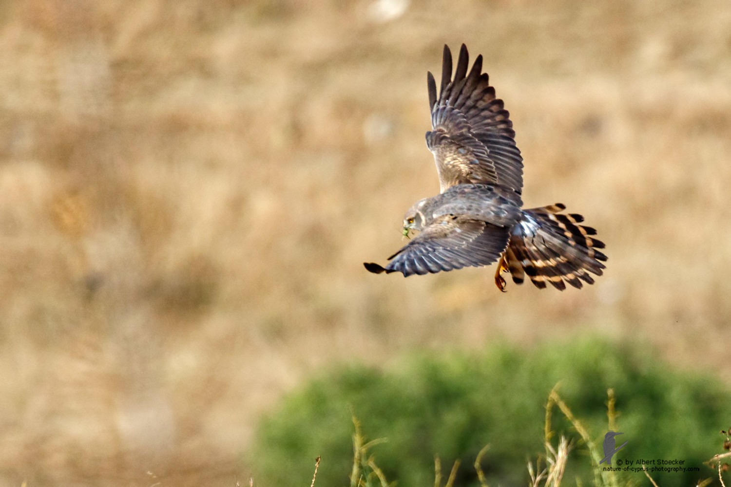 Circus macrourus - Montagu`s Harrier (female) - Wiesenweihe, Cyprus, Anarita - Ayia Varvara, April 2016