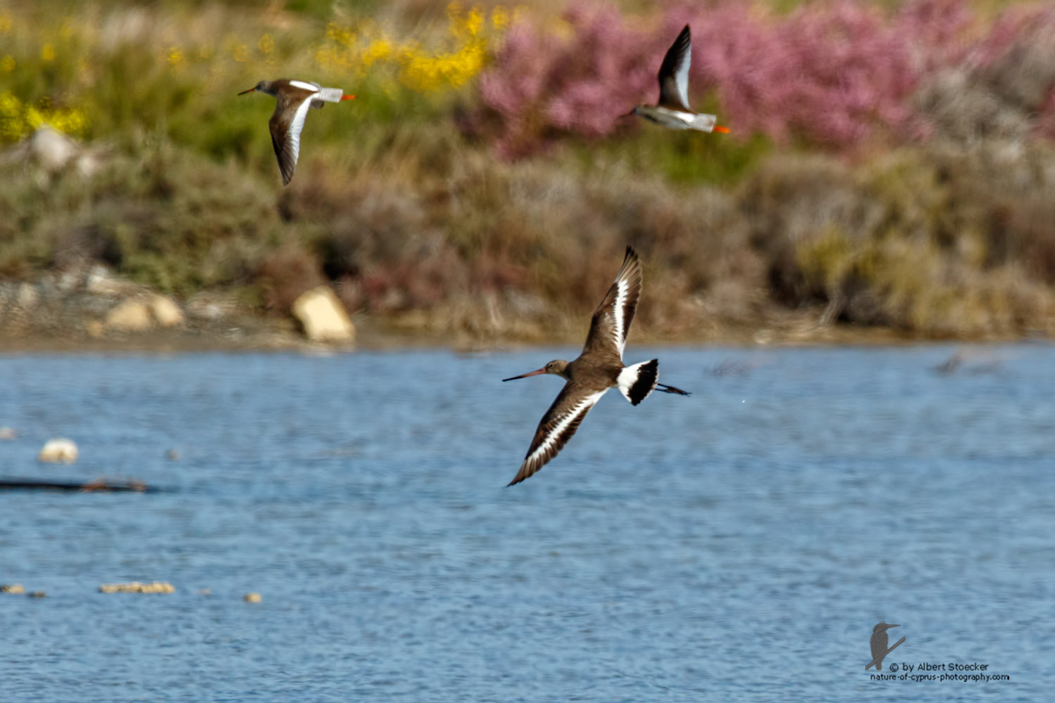 Limosa limosa - Black-tailed Godwit - Uferschnepfe, Cyprus, Zakai Marsh, March 2016