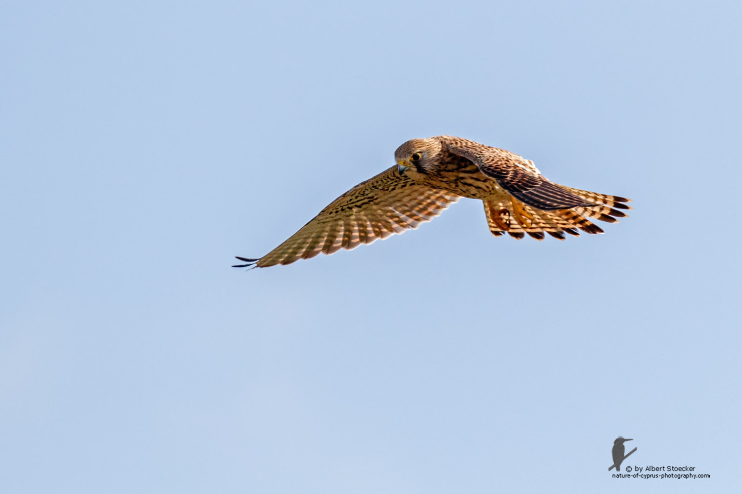 Falco tinnunculus - Common Kestrel - Turmfalke, Cyprus, Mandria Beach, March 2016