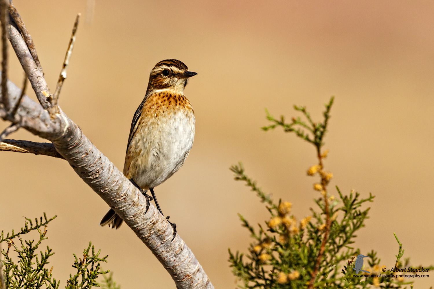 Saxicola rubetra - Whinchat - Braunkehlchen, Cyprus, Agia Varvara, September 2016