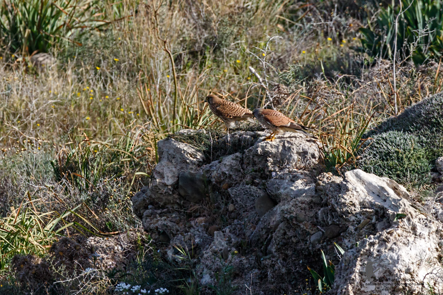 Falco tinnunculus - Common Kestrel - Turmfalke, Cyprus, Mandria Beach, March 2016