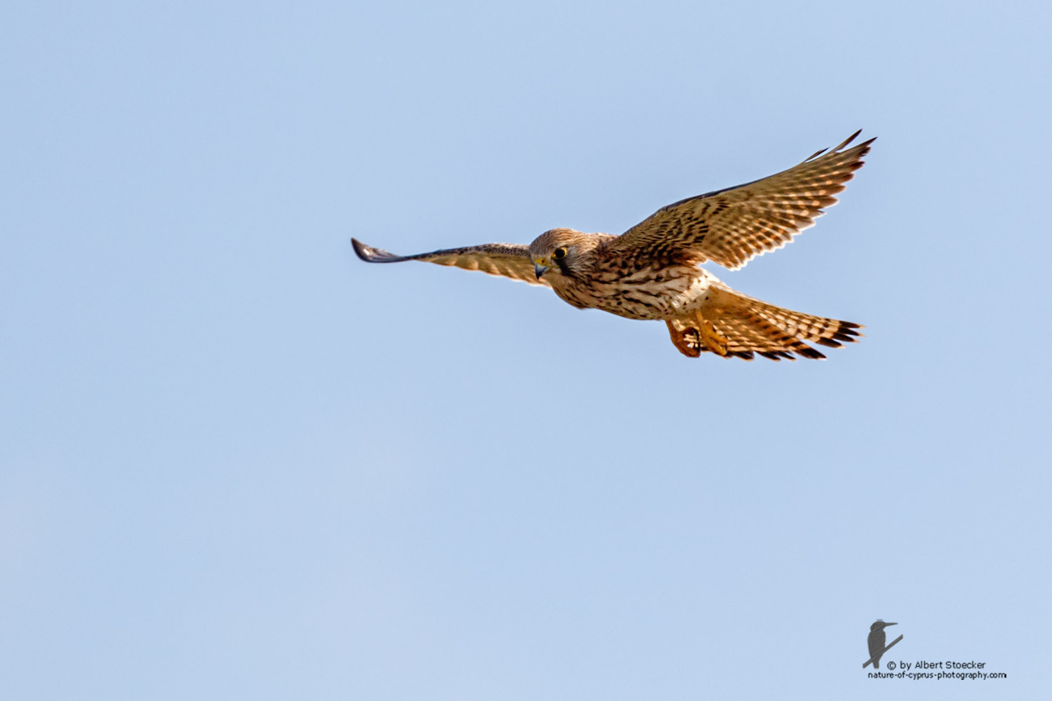 Falco tinnunculus - Common Kestrel - Turmfalke, Cyprus, Mandria Beach, March 2016