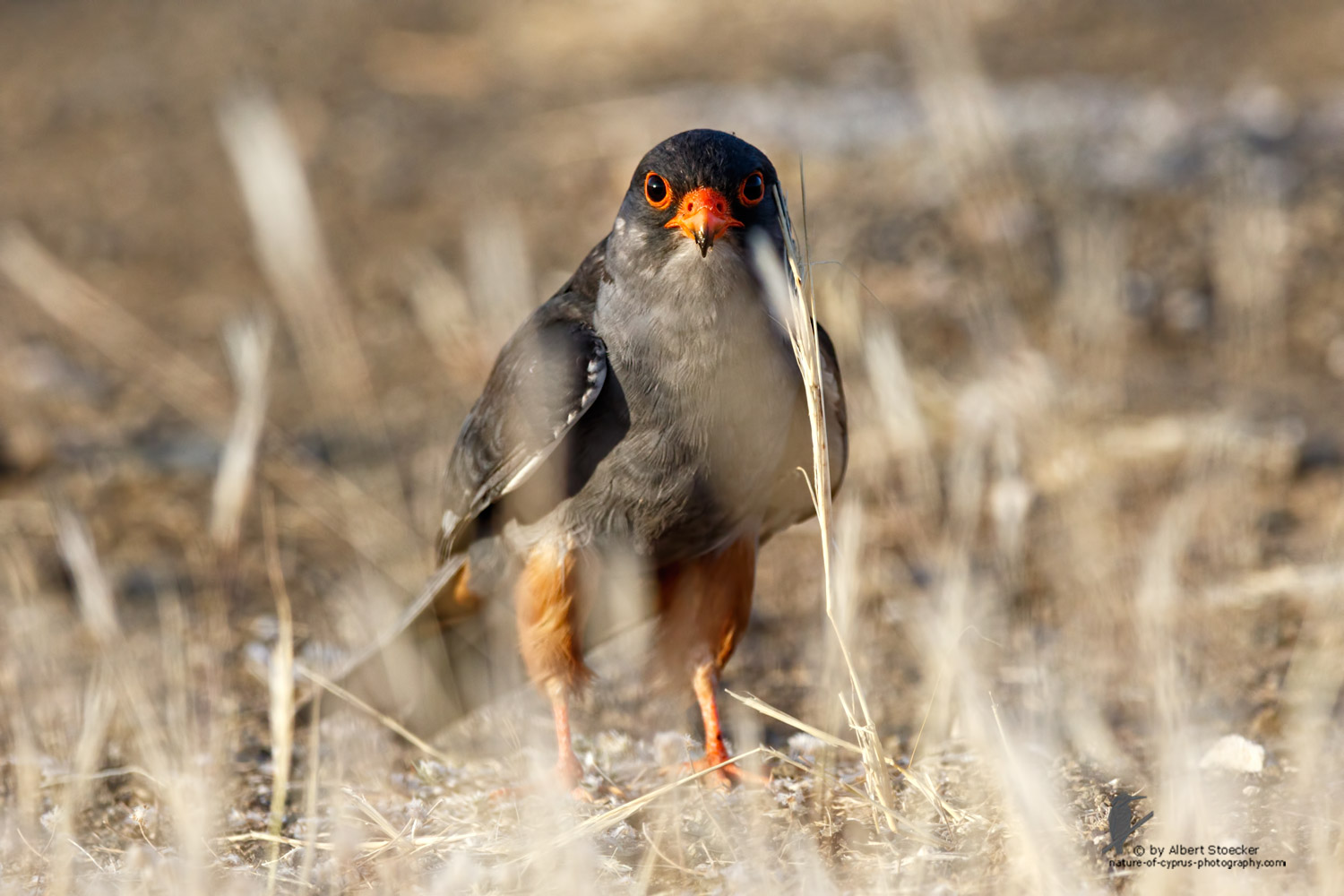 Falco amurensis - Amur falcon - Amurfalke, Cyprus, Agia Varvara - Anarita, Paphos, Mai 2016