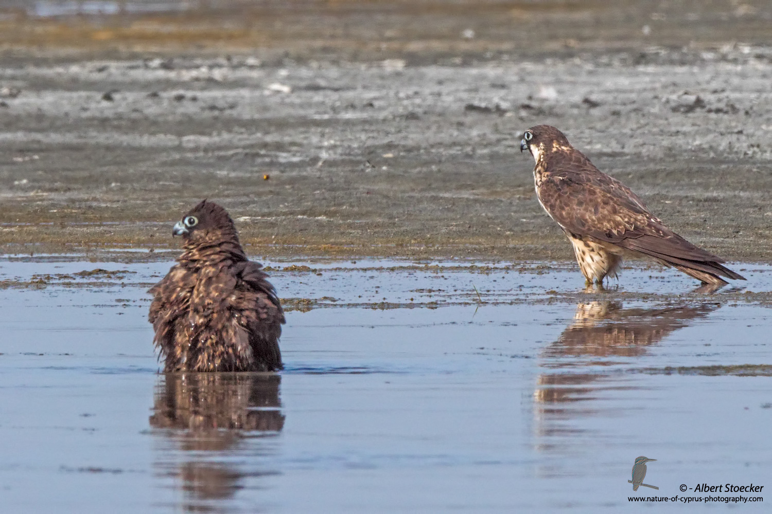 Eleonorenfalke, Eleonora´s Falcon, Falco eleonorae, Cyprus, Akrotiri Salt Lake, September 2017