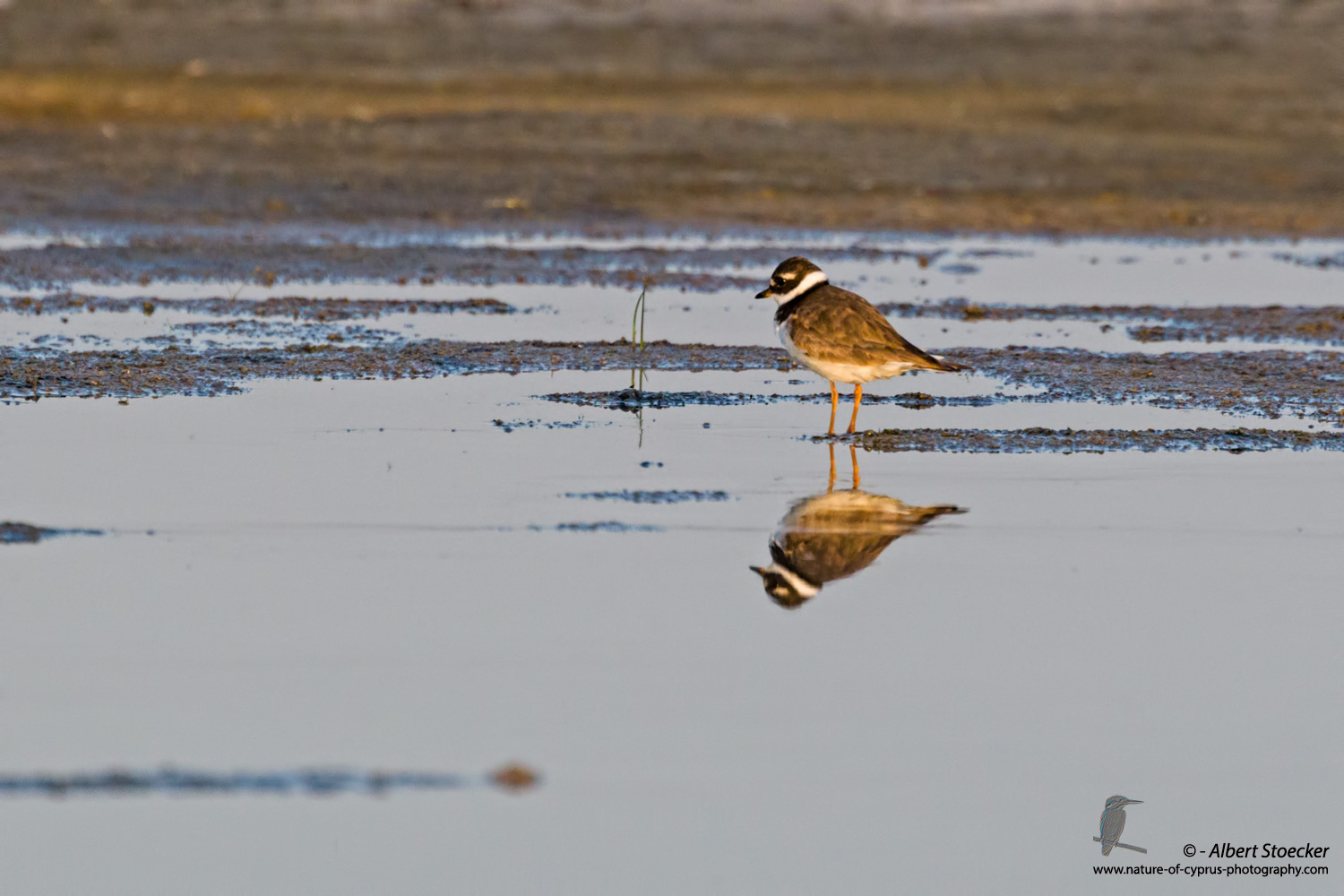 Sandregenpfeiffer, Common Ringed Plover, Charadrius hiaticula, Cyprus, Akrotiri Salt Lake, September 2017