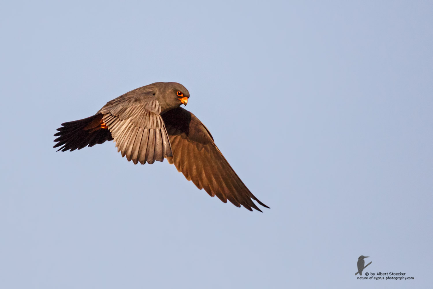 Falco vespertinus - Red-footed Falcon, male, Rotfußfalke, Cyprus, Agia Varvara-Anarita, Mai 2016