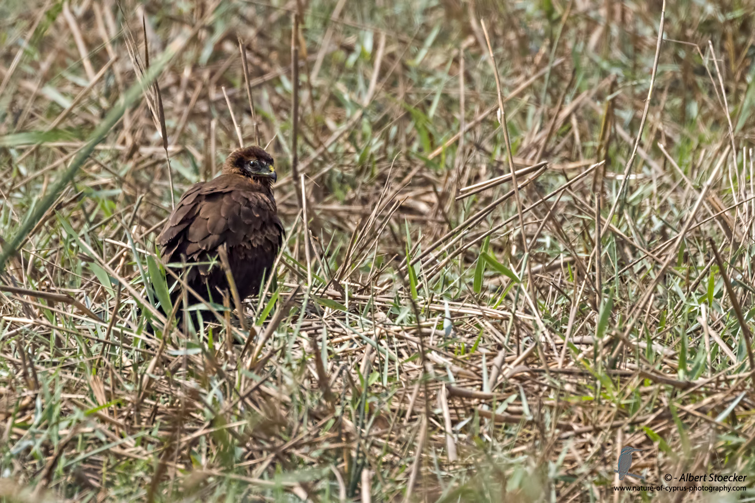 Rohrweihe, Western Marsh Harrier, juvenile, Circus aeroginosus, Cyprus, Akrotiri - Fasouri Hide, September 2017