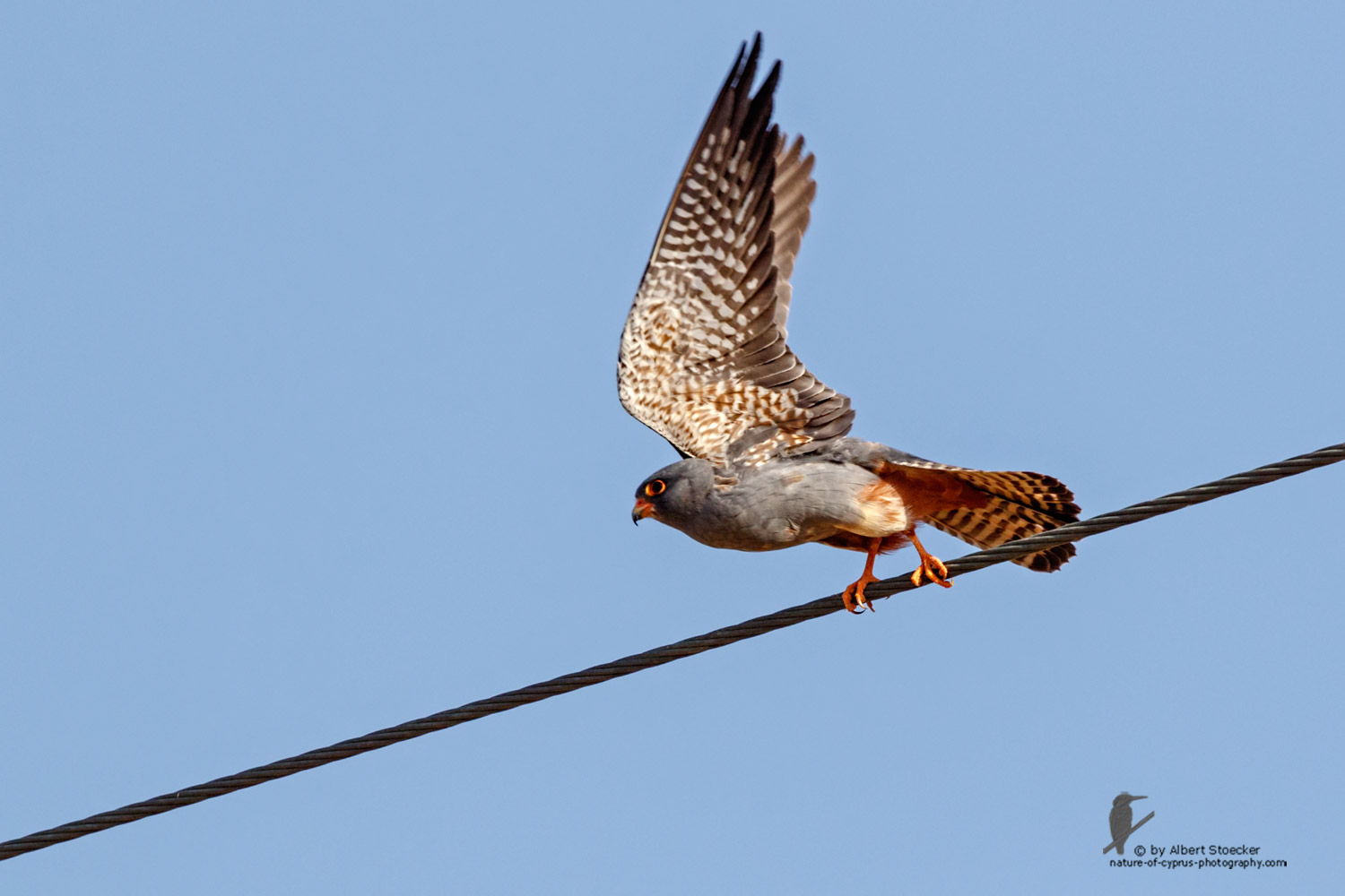 Falco vespertinus - Red-footed Falcon, male, juv, - junger Rotfußfalke, Cyprus, Agia Varvara-Anarita, Mai 2016