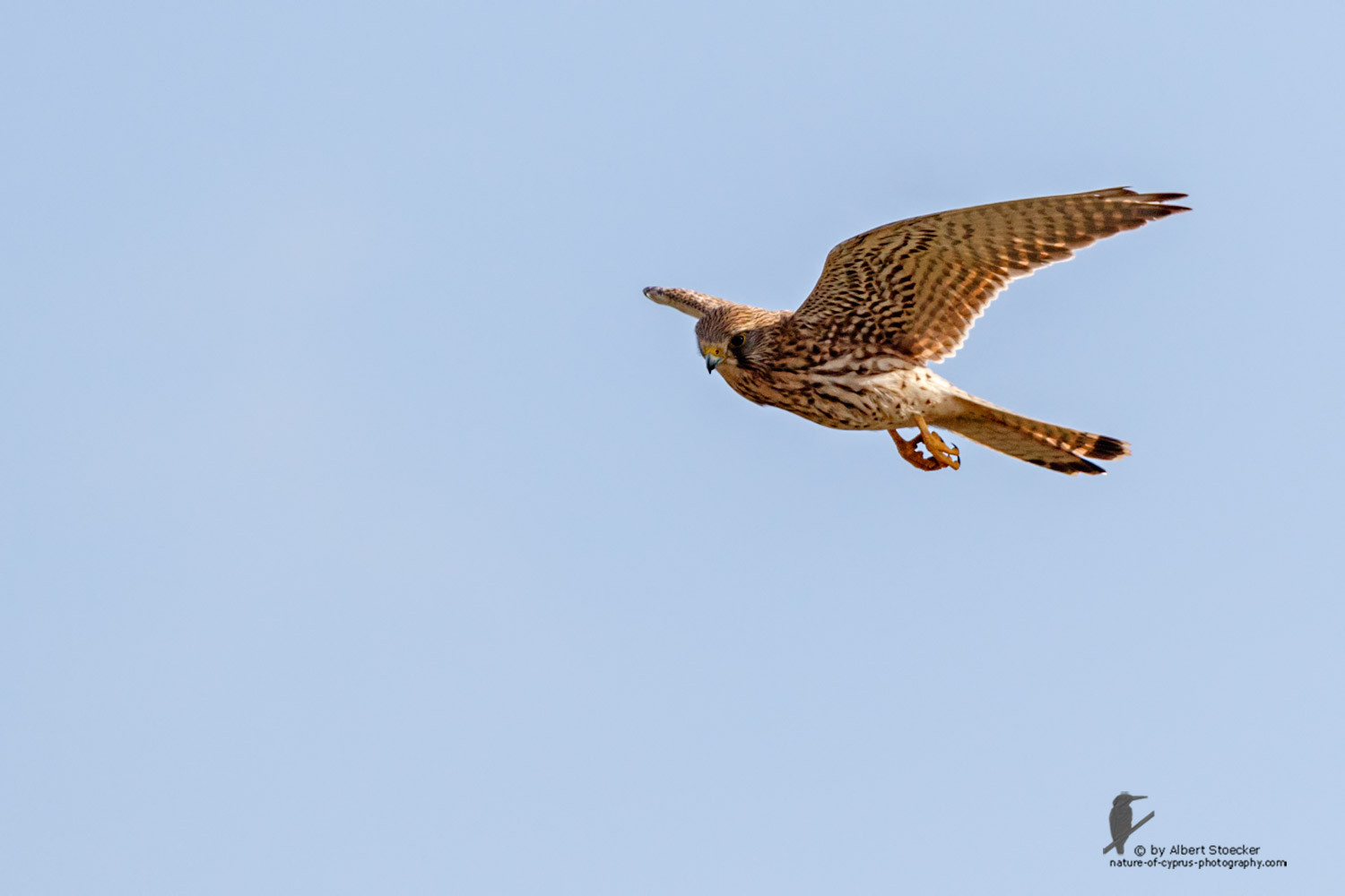 Falco tinnunculus - Common Kestrel - Turmfalke, Cyprus, Mandria Beach, March 2016