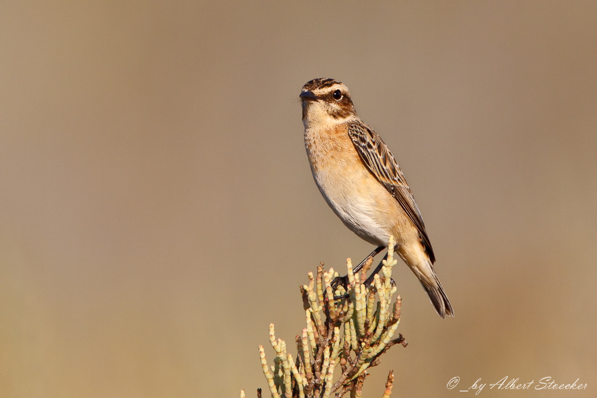 Saxicola rubetra - Whinchat - Braunkehlchen, Cyprus, Agia Varvara, September 2016