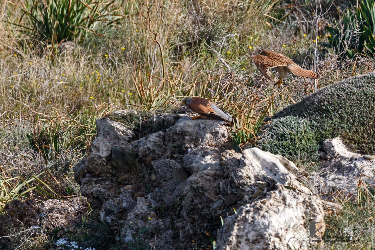 Falco tinnunculus - Common Kestrel - Turmfalke, Cyprus, Mandria Beach, March 2016