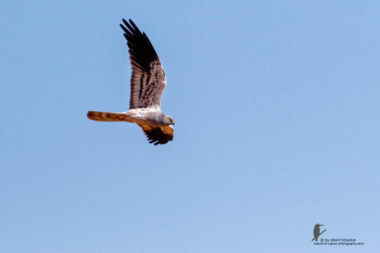 Circus macrourus - Montagu`s Harrier (female) - Wiesenweihe, Cyprus, Anarita - Ayia Varvara, April 2016