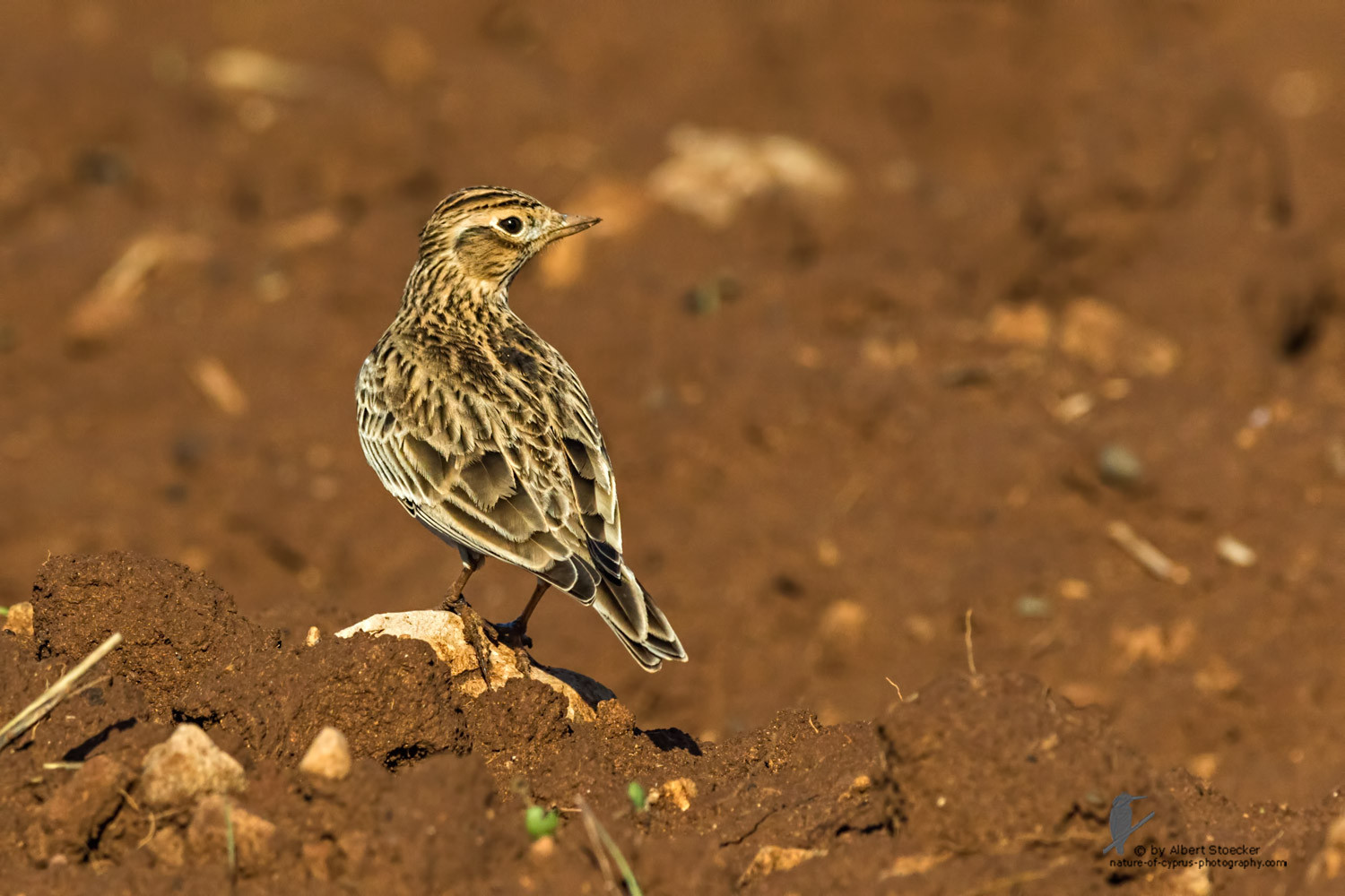 Alauda arvensis - Eurasian Skylark - Feldlerche, Cyprus, Mandria Fields, January 2016