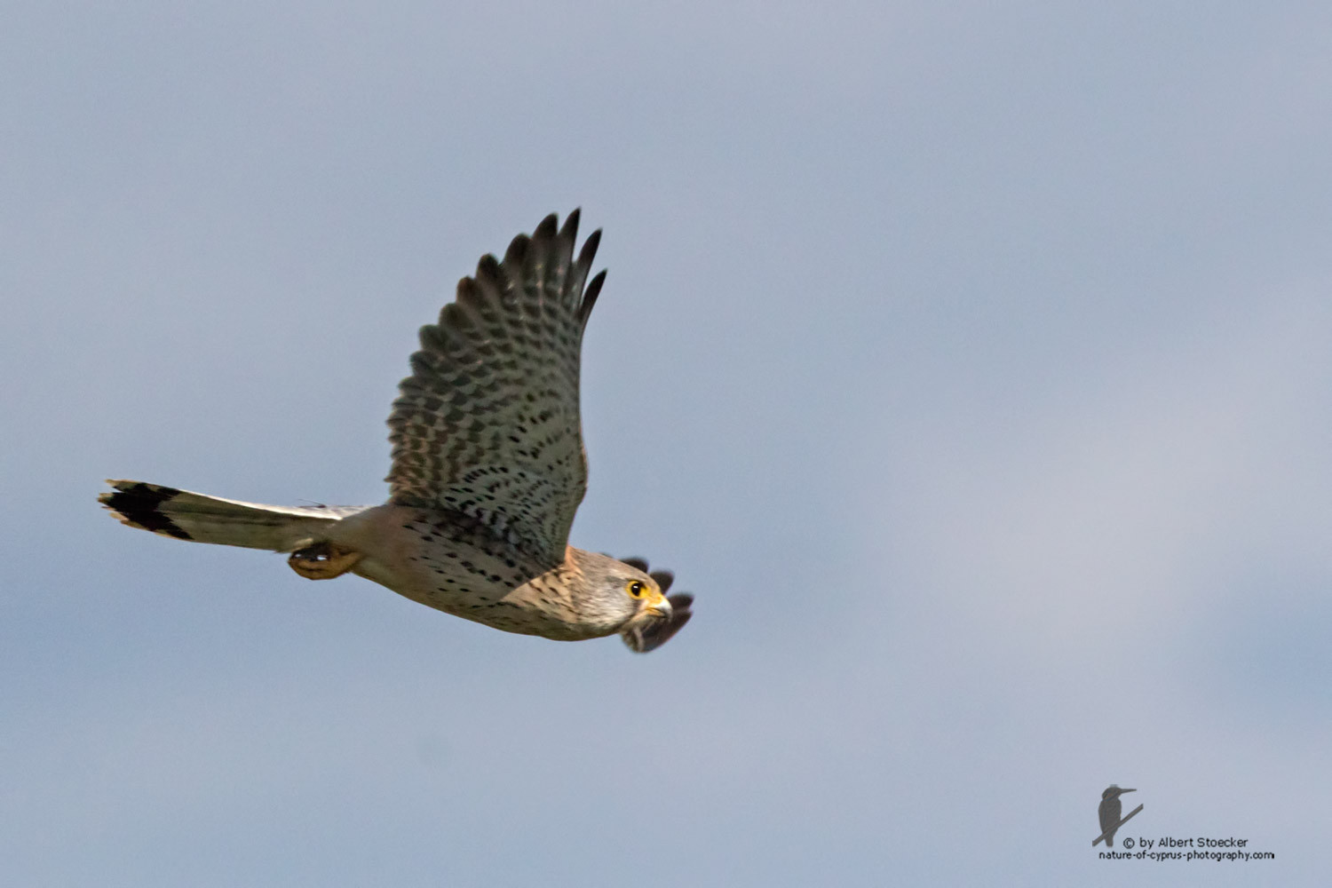 Falco tinnunculus - Common Kestrel - Turmfalke, Cyprus, Mandria Beach, January 2016