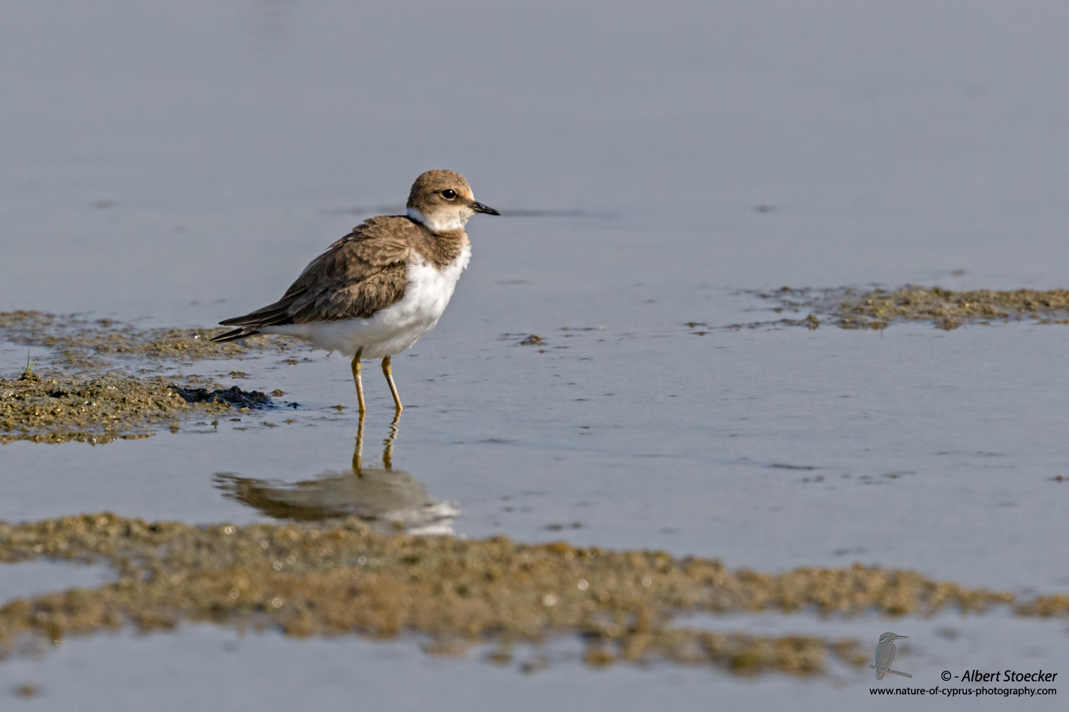 Wüstenregenpfeiffer, Greater Sand Plover, Charatrius leschenaultii, Cyprus, Akrotiri Salt Lake, September 2017