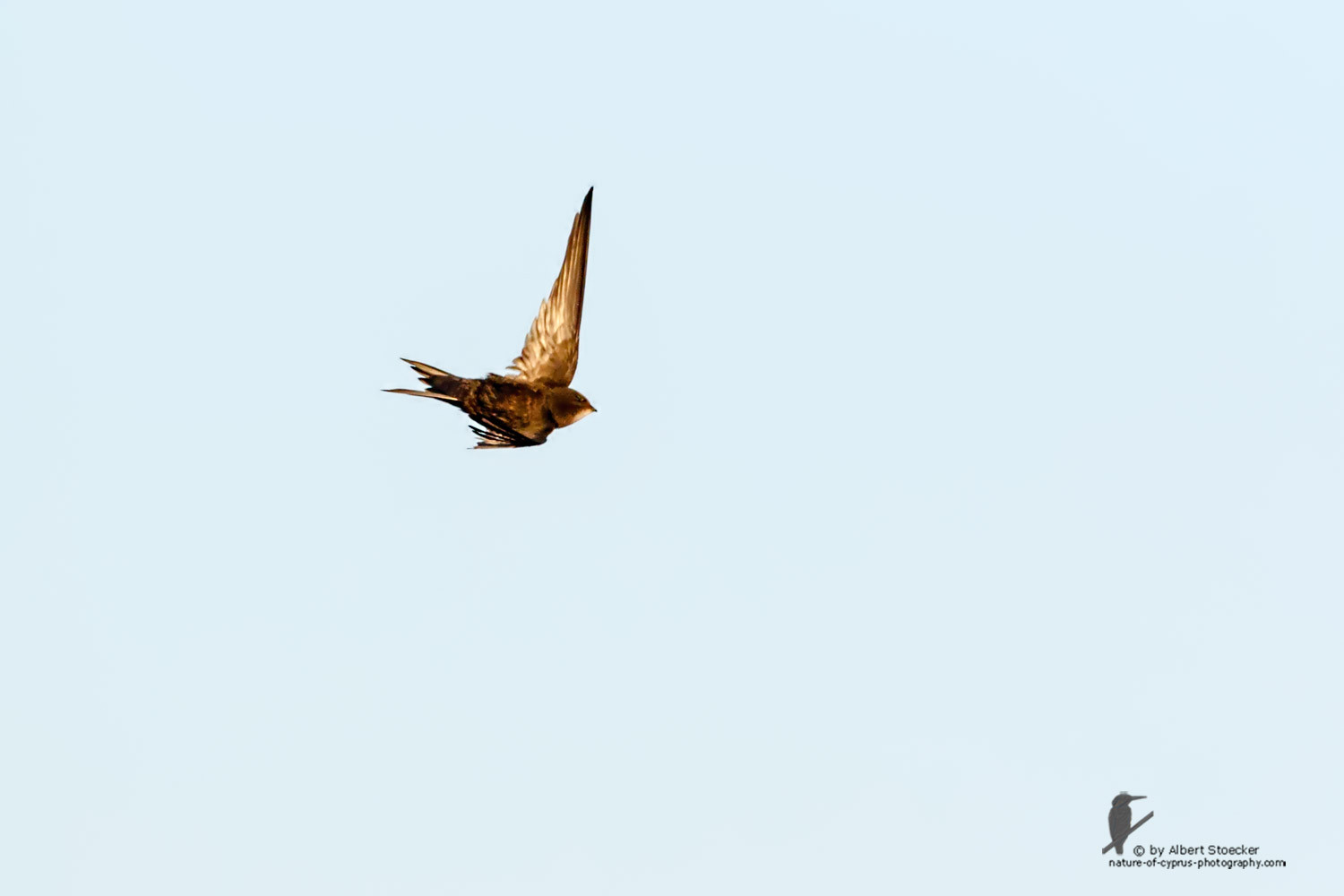 Apus apus - Common Swift - Mauersegler, Cyprus, Zakai Marsh, March 2016