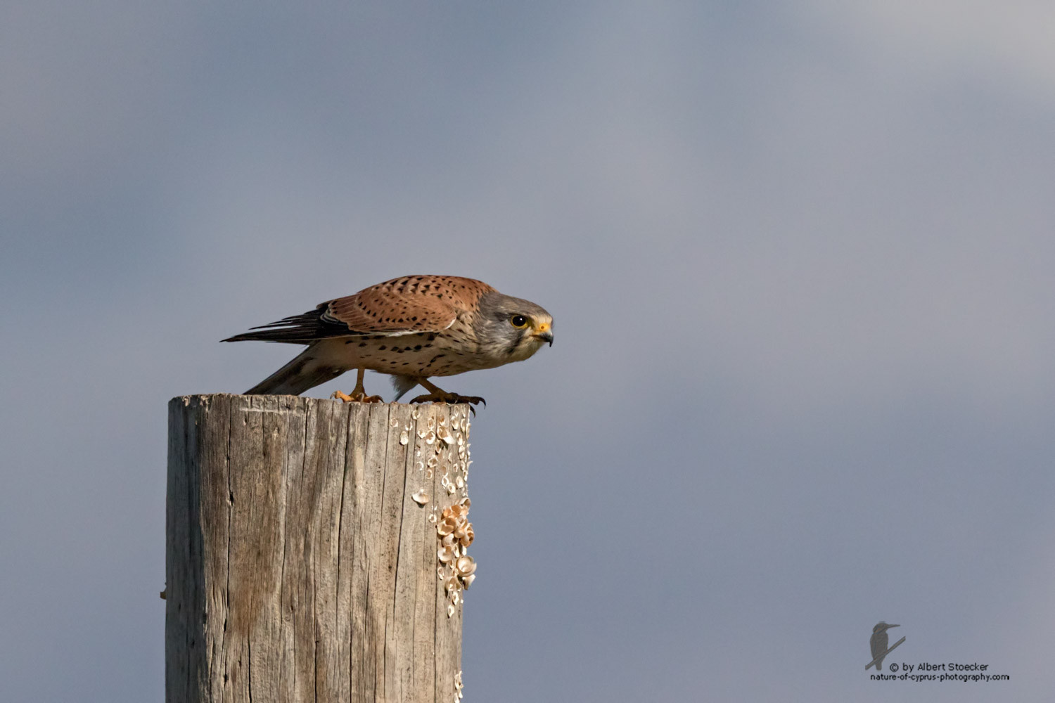 Falco tinnunculus - Common Kestrel - Turmfalke, Cyprus, Mandria Beach, January 2016