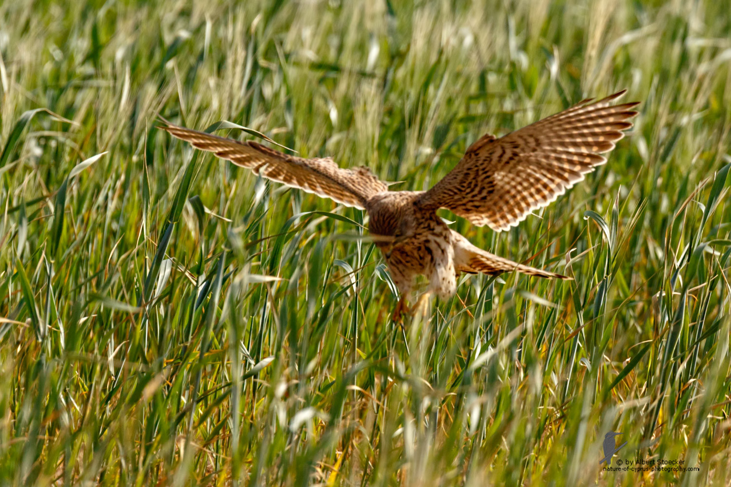 Falco tinnunculus - Common Kestrel - Turmfalke, Cyprus, Mandria Beach, March 2016