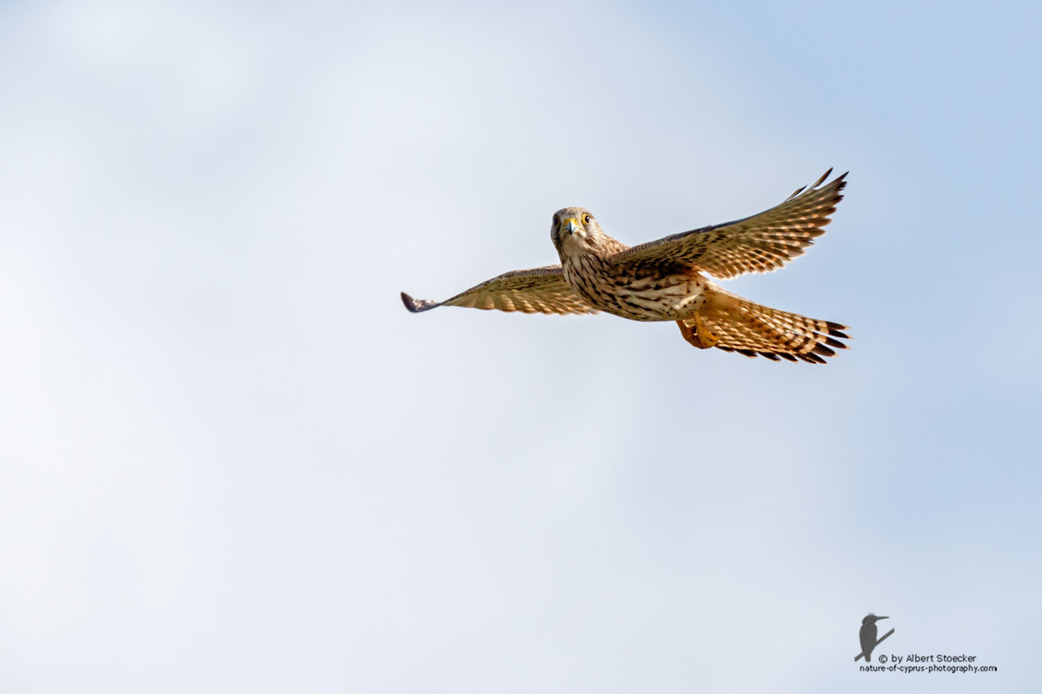 Falco tinnunculus - Common Kestrel - Turmfalke, Cyprus, Mandria Beach, March 2016