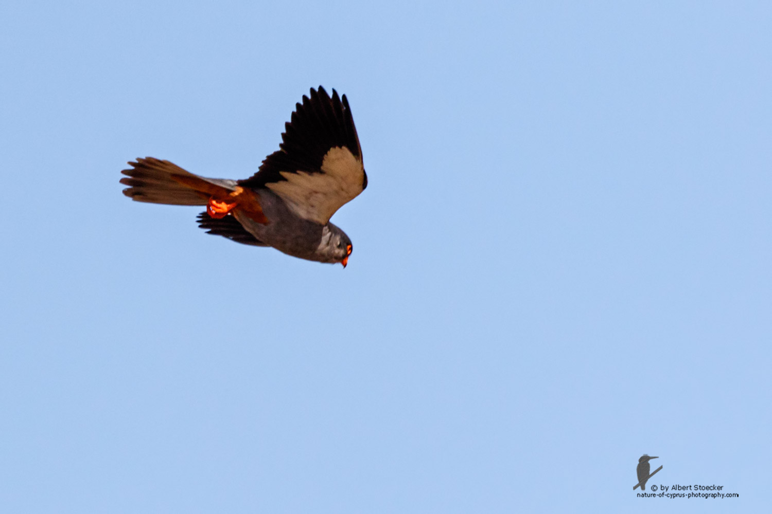 Falco amurensis - Amur falcon - Amurfalke, Cyprus, Agia Varvara - Anarita, Paphos, Mai 2016