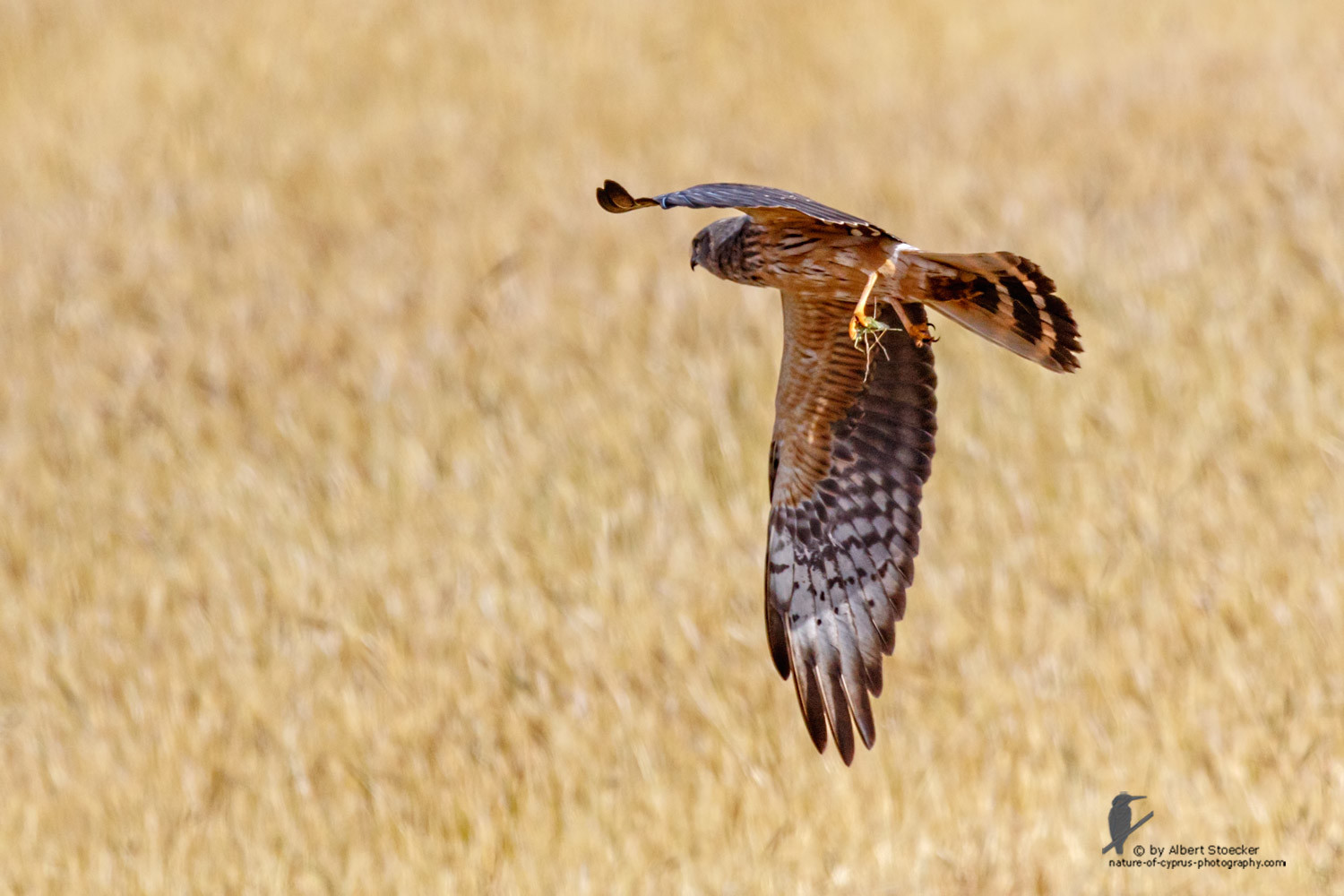 Circus macrourus - Montagu`s Harrier (female) - Wiesenweihe, Cyprus, Anarita - Ayia Varvara, April 2016