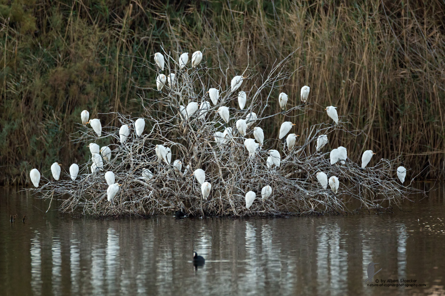 Bubulcus ibis - Cattle Egret - Kuhreiher, Cyprus, Oroklini Lake, January 2016