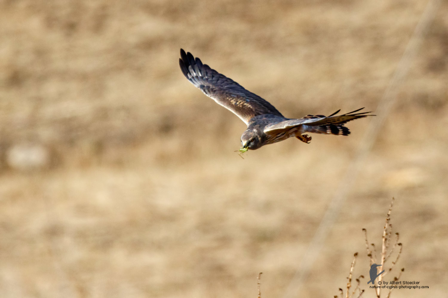 Circus macrourus - Montagu`s Harrier (female) - Wiesenweihe, Cyprus, Anarita - Ayia Varvara, April 2016