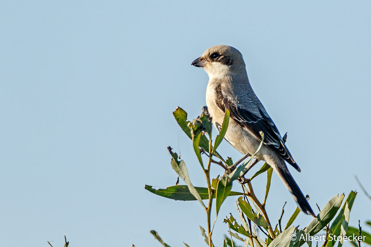 Lanius minor - Lesser Grey Shrike - Scharzstirnwuerger, Cyprus, Agia Varvara, September 2016
