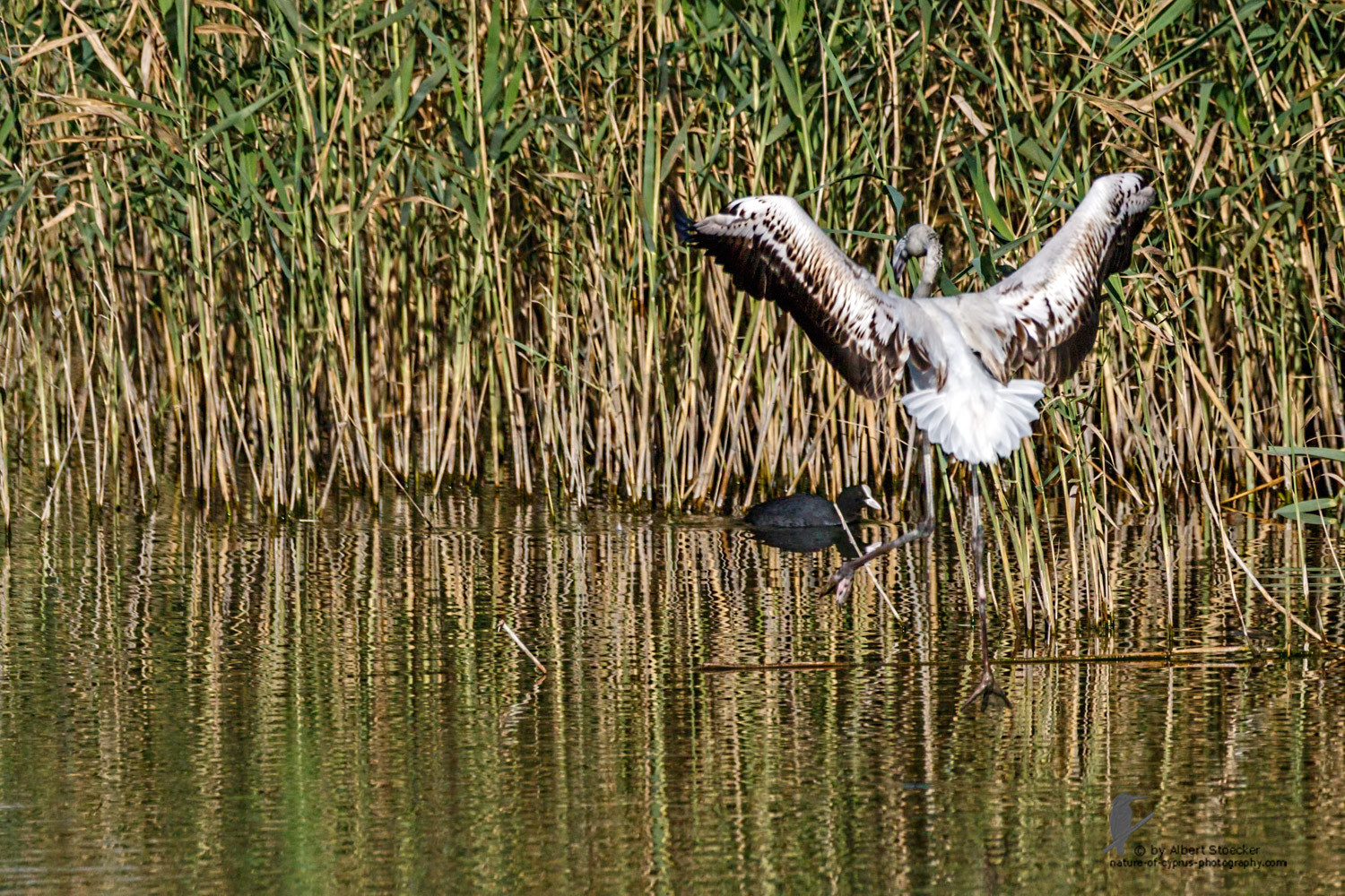 Phoenicopterus ruber - Greater Flamingo (juvenile) - Rosaflamingo, Cyprus, Zakai Marsh, March 2016