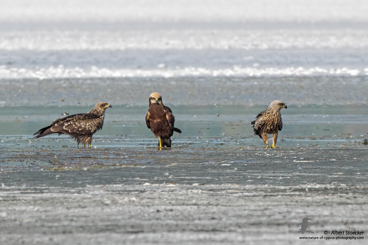 Schwarzmilan, Black Kite, Milvus migrans + Rohrweihe, Western Marsh Harrier, Circus aeroginosus, Cyprus, Akrotiri Salt Lake, September 2017