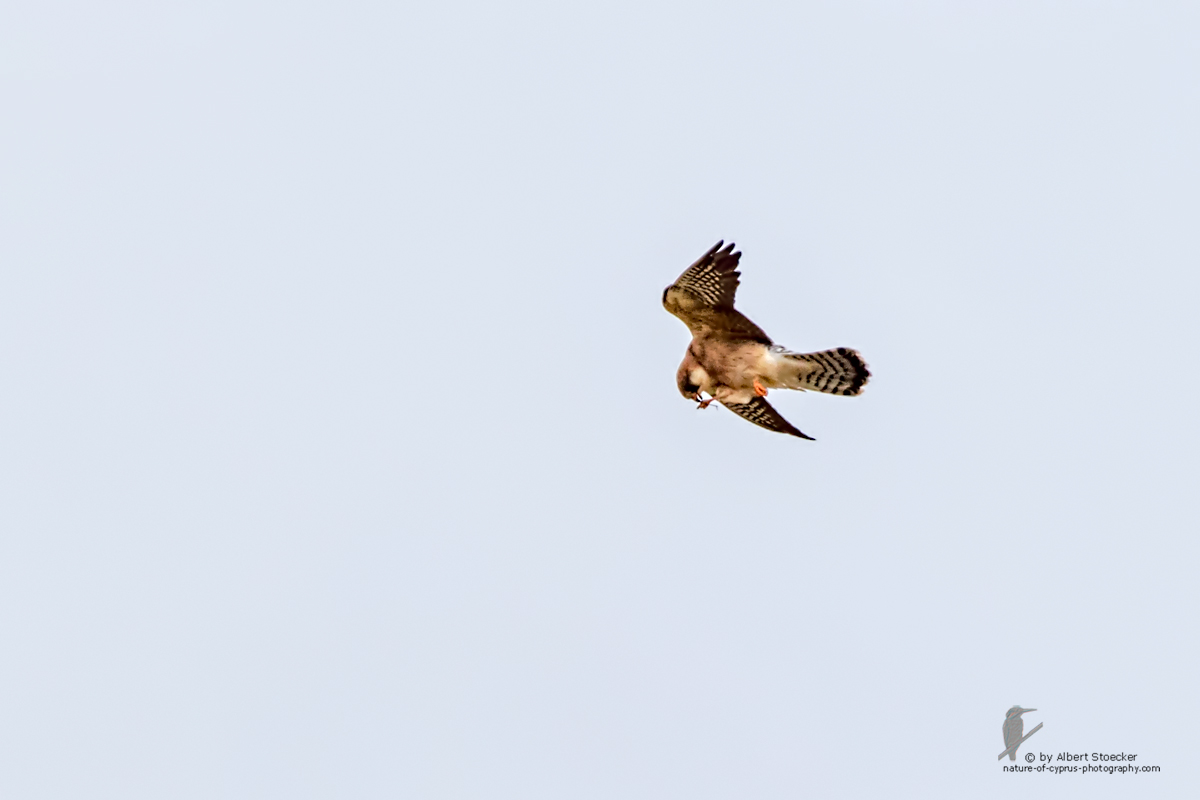 Falco vespertinus - Red-footed Falcon, female,ger Rotfußfalke, Cyprus, Agia Varvara-Anarita, Mai 2016