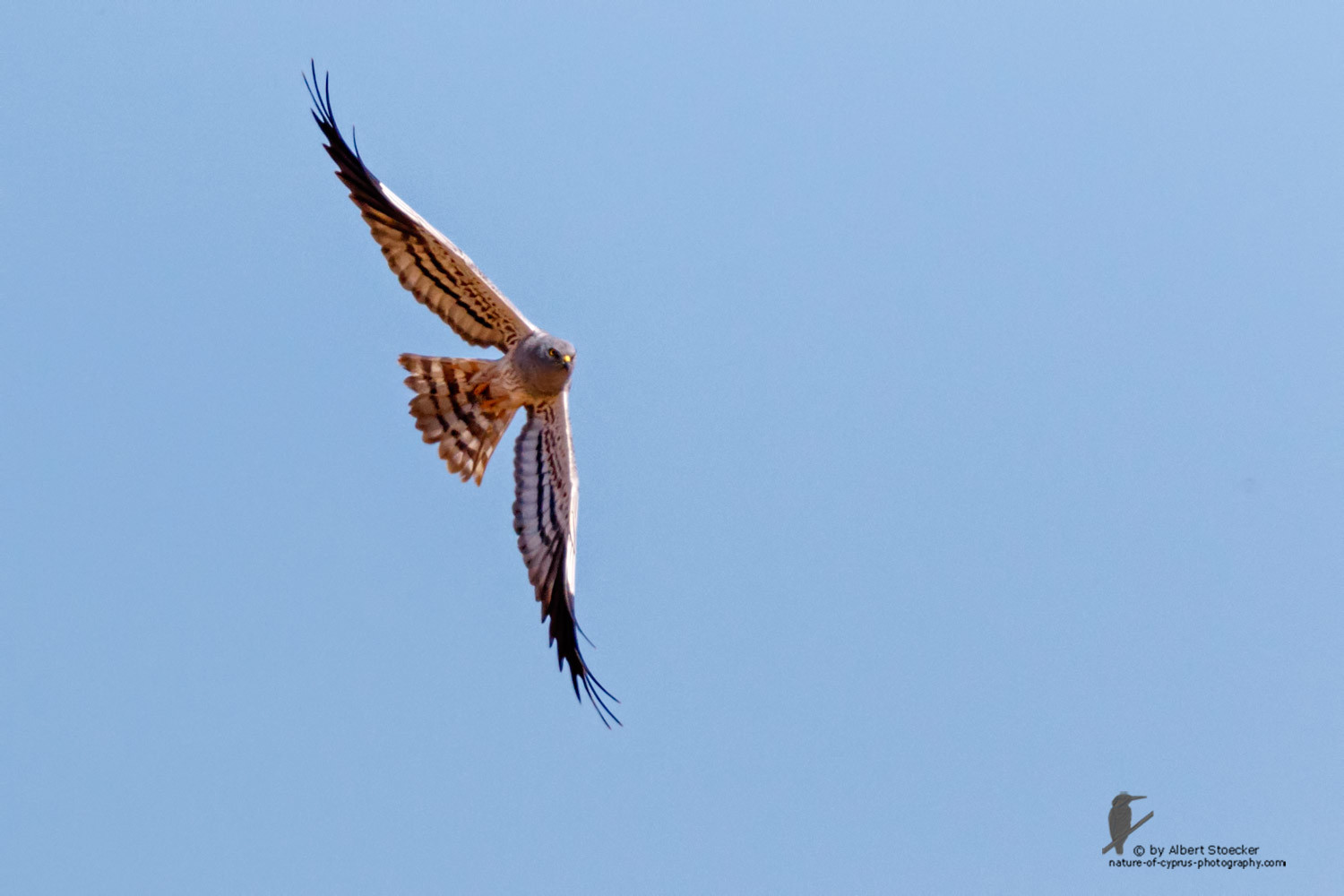 Circus macrourus - Montagu`s Harrier (male) - Wiesenweihe, Cyprus, Anarita - Ayia Varvara, April 2016