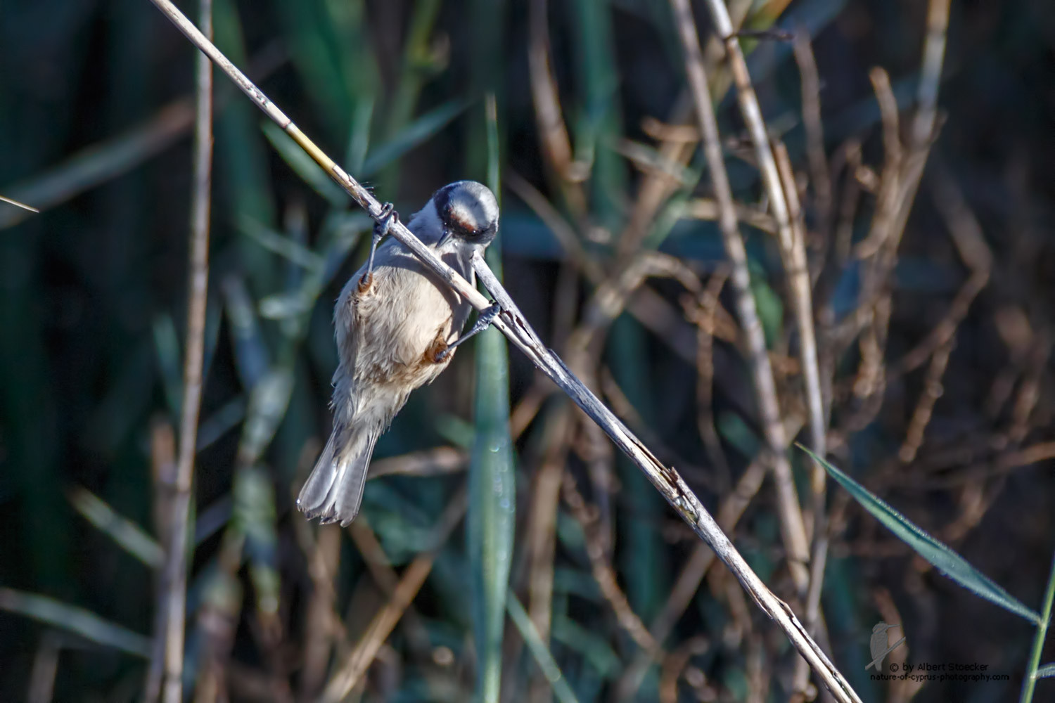 Remiz pendulinus - Penduline Tit - Beutelmeise, Cyprus, Zakai Marsh, March 2016