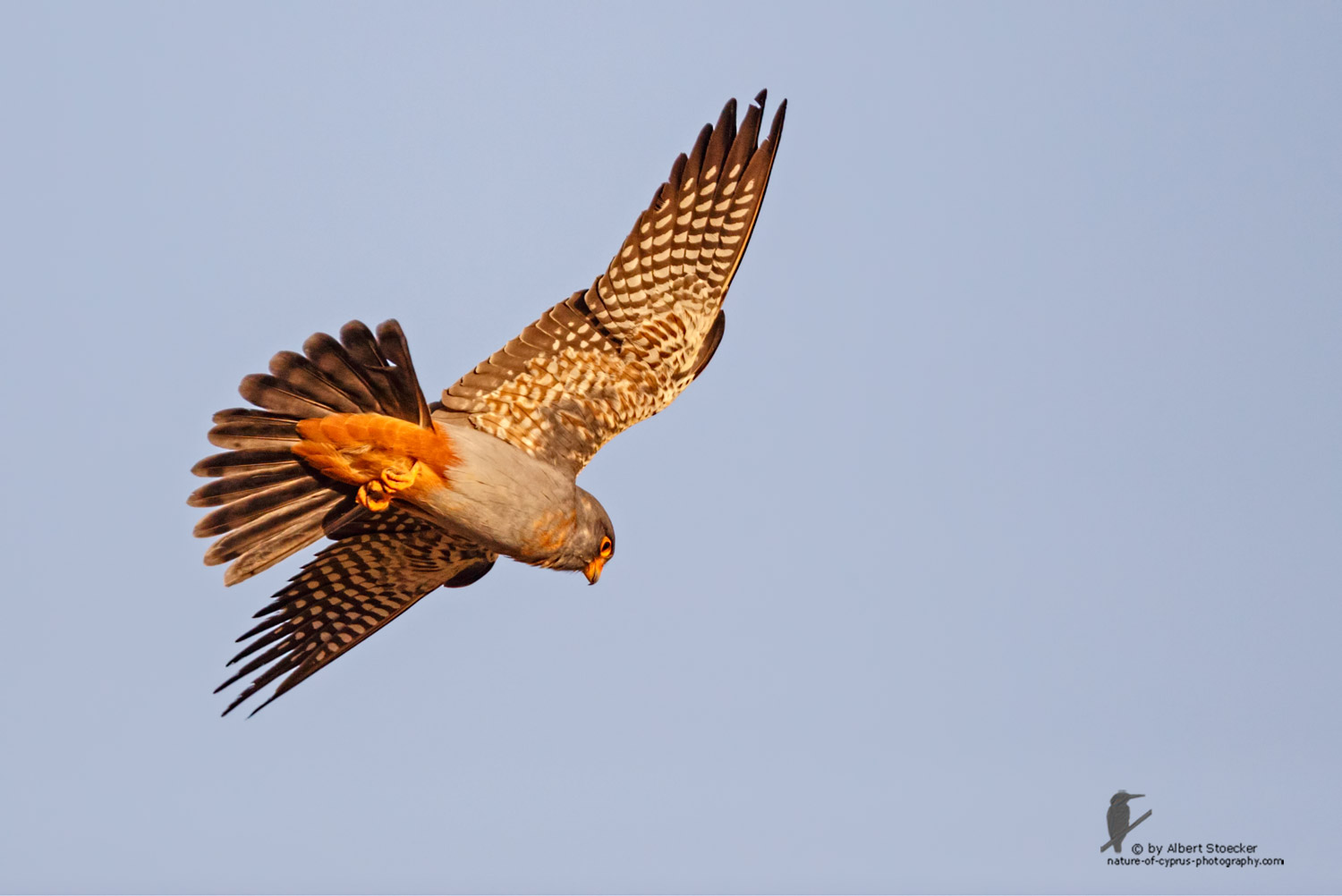 Falco vespertinus - Red-footed Falcon, male, juv, - junger Rotfußfalke, Cyprus, Agia Varvara-Anarita, Mai 2016