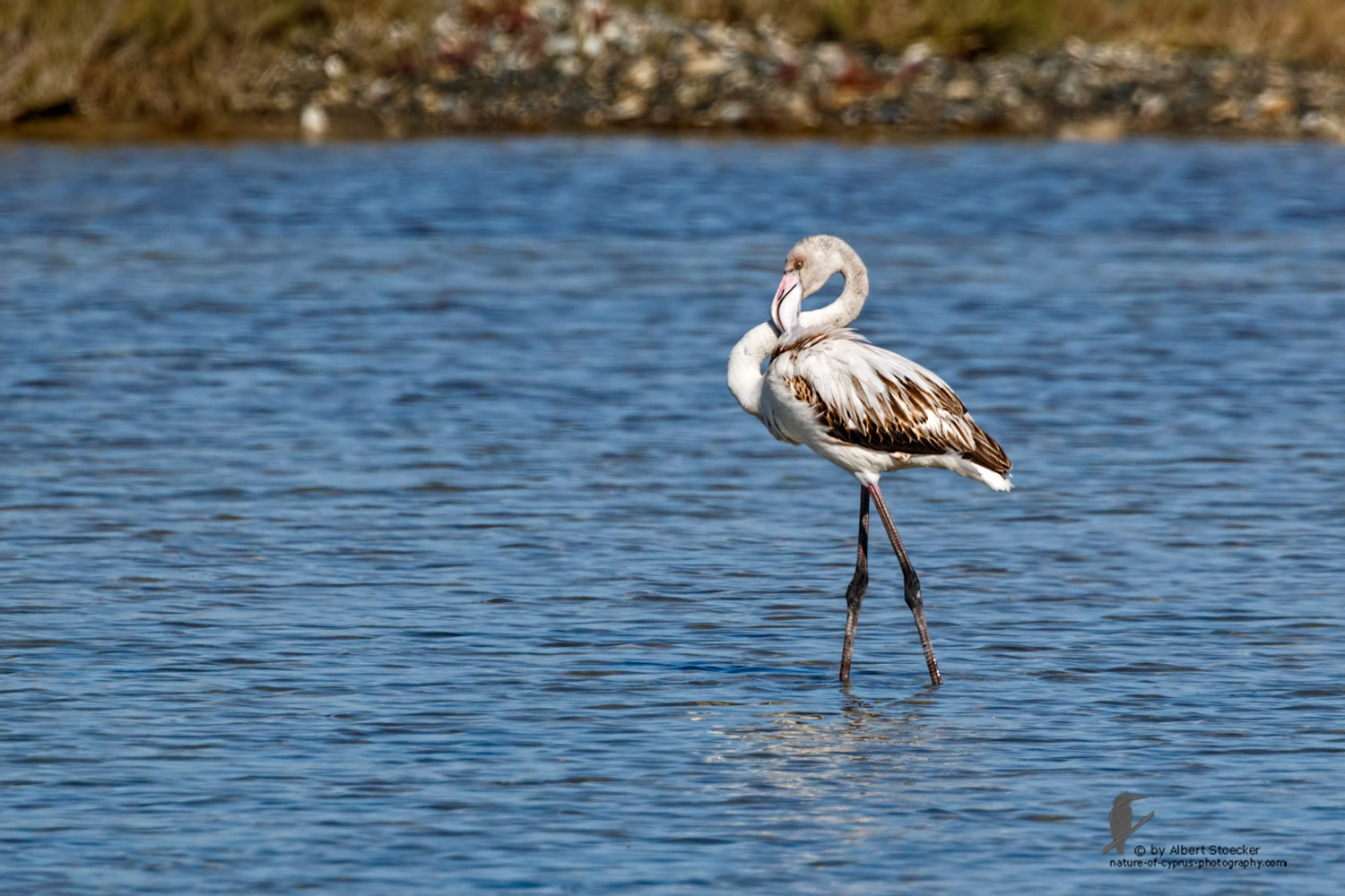 Phoenicopterus ruber - Greater Flamingo (juvenile) - Rosaflamingo, Cyprus, Zakai Marsh, March 2016