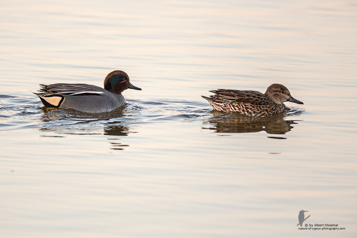 Anas crecca - Eurasian Teal - Krickente, Cyprus, Oroklini Lake, January 2016