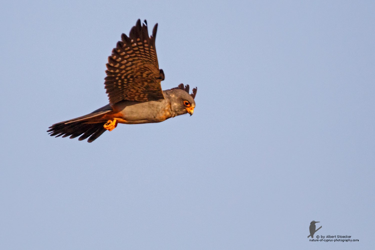 Falco vespertinus - Red-footed Falcon, male, juv, - junger Rotfußfalke, Cyprus, Agia Varvara-Anarita, Mai 2016